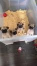 Puppies for sale Romania, Craiova Pug