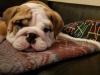 Puppies for sale France, English Bulldog