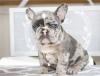 Puppies for sale France, Marseille French Bulldog