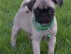 Puppies for sale Latvia, Madonna Pug