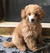 Puppies for sale Cyprus, Paphos Toy-poodle