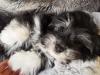 Puppies for sale Sweden, Malmo Havanese