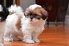 Puppies for sale Germany, Brandenburg Shih Tzu