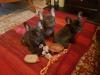 Puppies for sale Spain, Bilbao French Bulldog
