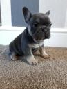 Dogs free Canada, Quebec, Montreal French Bulldog