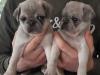 Puppies for sale Lithuania, Raseiniai Pug