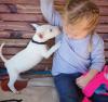 Puppies for sale Germany, Baden-Baden Bull Terrier