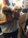 Puppies for sale USA, California Pekinese