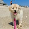 Dogs free Portugal, Almeida Golden Retriever