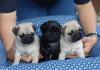 Puppies for sale France, Paris Pug