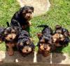 Puppies for sale Czech Republic, Prague Yorkshire Terrier