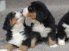 Puppies for sale Sweden, Stockholm Bernese Mountain Dog