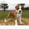 Puppies for sale Spain, Toledo Boxer