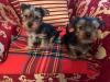 Puppies for sale USA, New Jersey Yorkshire Terrier
