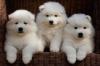 Puppies for sale Germany, Baden-Baden Samoyed dog (Samoyed)