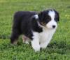 Puppies for sale Greece, Athens Australian Shepherd