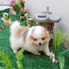 Puppies for sale Canada, British Columbia Pomeranian Spitz