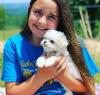 Puppies for sale France, Paris Maltese