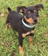 Puppies for sale Slovakia, Bratislava Miniature Pinscher