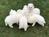 Puppies for sale Poland, Warsaw Japanese spitz