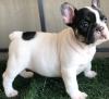 Puppies for sale Romania, Bucharest French Bulldog