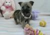Puppies for sale Poland, Warsaw Kern-terrier, Cairn Terrier