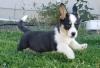 Puppies for sale Portugal, Lisbon Other breed, Cardigan Welsh Corgi