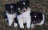 Puppies for sale Finland, Helsinki Sheltie (Shetland Sheepdog)