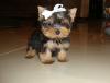 Puppies for sale USA, Arizona, Phoenix Yorkshire Terrier