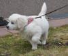 Puppies for sale Spain, Navarra Golden Retriever