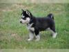 Puppies for sale Spain, Murcia Haski