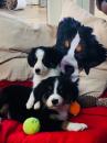 Puppies for sale Austria, Vienna Bernese Mountain Dog