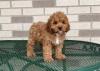 Puppies for sale Finland, Helsinki Other breed, Cockapoo