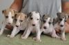 Puppies for sale Poland, Piast Italian Greyhound