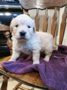 Puppies for sale Denmark, Aarhus Golden Retriever