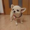 Puppies for sale Spain, Vigo Chihuahua