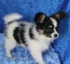 Puppies for sale Slovakia, Bratislava Papillon and Phalene, papillon