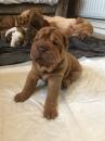 Puppies for sale Germany, Bonn Shar Pei