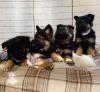 Puppies for sale Portugal, Lisbon German Shepherd Dog