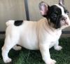 Puppies for sale Spain, Madrid French Bulldog