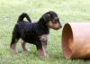 Puppies for sale Netherlands, Amsterdam Airedale