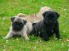 Puppies for sale Netherlands, Amsterdam Pug