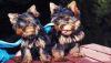 Puppies for sale Netherlands, Amsterdam Yorkshire Terrier