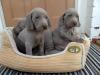 Puppies for sale Netherlands, Amsterdam Weimaraner