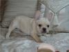 Puppies for sale Czech Republic, Poprad French Bulldog