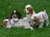 Puppies for sale Netherlands, Amsterdam Cocker Spaniel