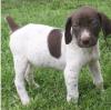 Puppies for sale Netherlands, Amsterdam German Shorthaired Pointing Dog
