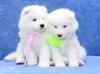 Puppies for sale Spain, Madrid Samoyed dog (Samoyed)