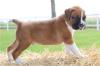 Puppies for sale Armenia, Gyumri Boxer