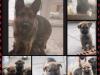 Puppies for sale Greece, Athens German Shepherd Dog